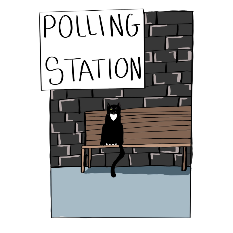 A cat at a polling station